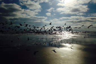 The mix of sun, clouds, and birds scattering creates this sense of sudden excitement that cannot be replicated.